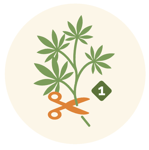 An icon of a cannabis plant being trimmed at the stem. There are an orange pair of scissors trimming the plant with a number 1 in the bottom right section near the plant.