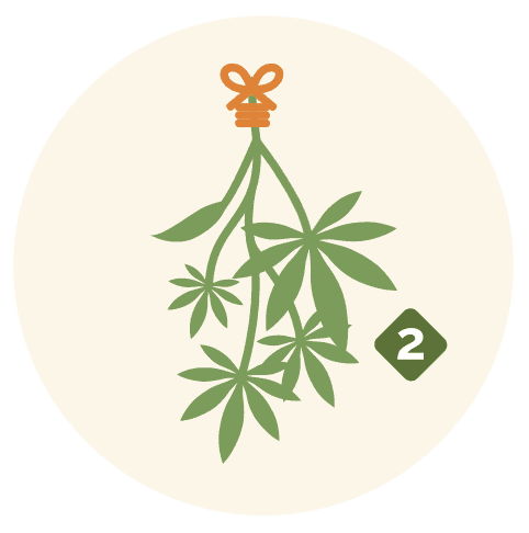 An icon of a cannabis plant drying. The plant is hung upside down and tied together at the stem with 4 large leaves and one small leaf on the plant. There is a number 2 in the bottom right section next to the plant, and the icon is in a cream coloured circle.